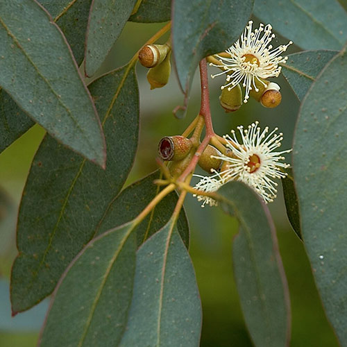 Eucalyptus gunni flowers