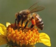 Πρόπολη, το αντιβιοτικό της μέλισσας...